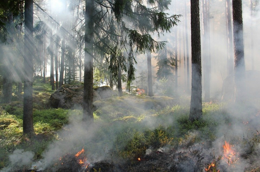 14 лесных пожаров и десятки составленных протоколов. 