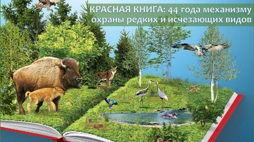 Новое издание Красной книги  Беларуси пополнится болеее чем 300 видами растений.