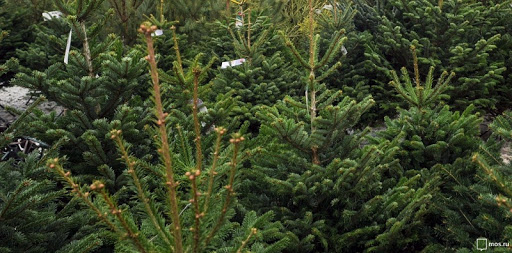 Цены на новогодние деревья в г.п. Россоны и Россонском районе