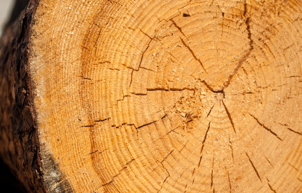 Правительство установило объемы реализации древесины вне биржевых торгов в 2026 году