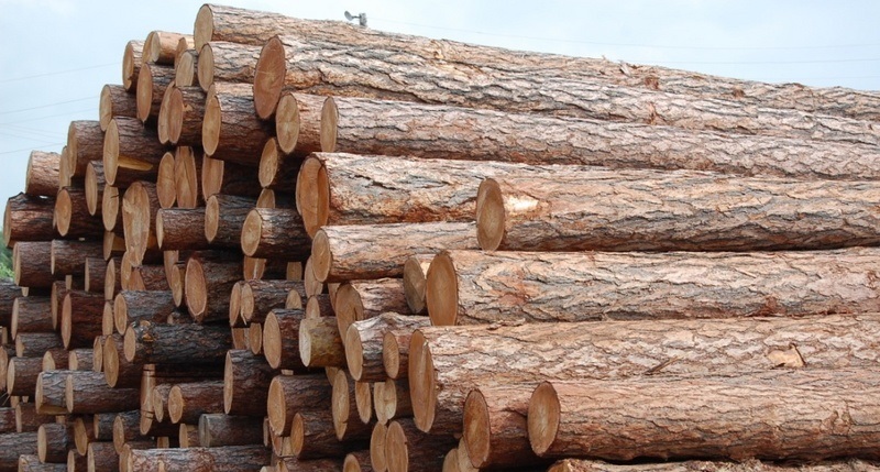 О реализации физическим лицам деловой древесины
