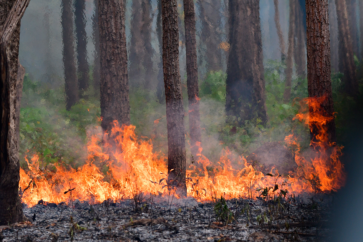 Лесной пожар тушили ночью 130 человек в Белыничском лесхозе