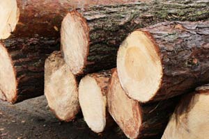 Совет министров установил ставки вывозных таможенных пошлин на лесоматериалы и продукцию деревообработки. Соответствующие меры предусмотрены постановлением правительства от 30 декабря 2022 года №956