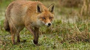 Из-за бешеных лис ввели ветеринарный карантин в двух деревнях Пинского района