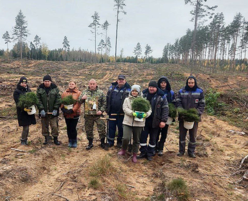 Пять тысяч саженцев сосны сегодня высадят работники газового хозяйства района вместе с сотрудниками Россонского лесхоза на территории Руднянского лесничества. 