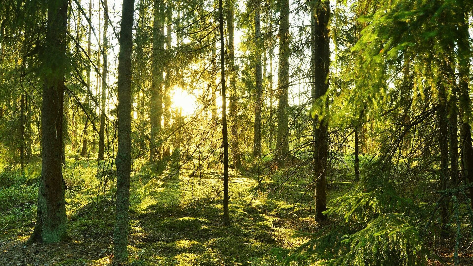 Посещение лесов без ограничений разрешено только в двух областях Беларуси