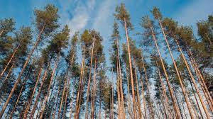 Пожароопасная обстановка в лесах Беларуси снова обострилась