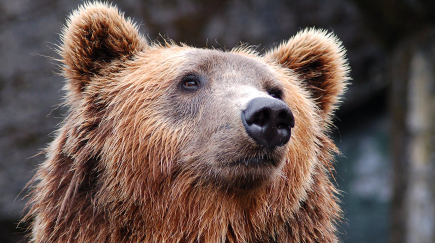 В Беларуси насчитывается более 550 бурых медведей