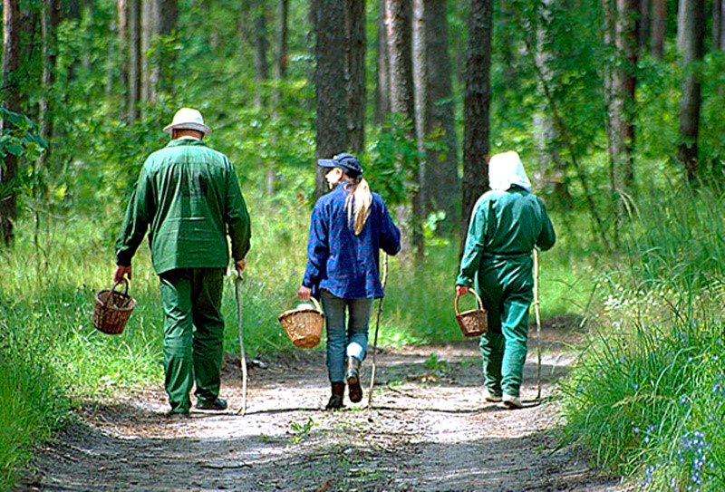 В Беларуси за сутки ликвидированы два лесных и один торфяной пожар