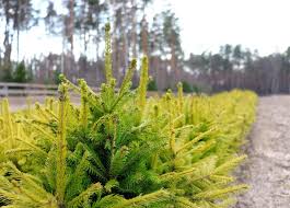 Более 37 миллионов деревьев высадили белорусы за время проведения акции 