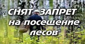 Запрет на посещение лесов снят