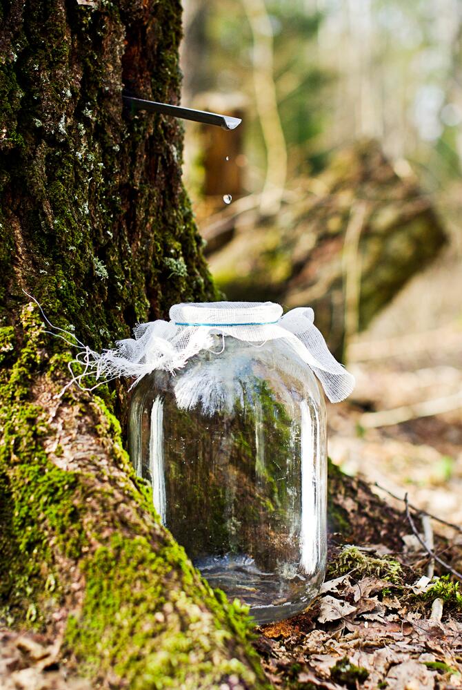 В лесничествах Россонского лесхоза приступили к заготовке весеннего напитка – березового сока
