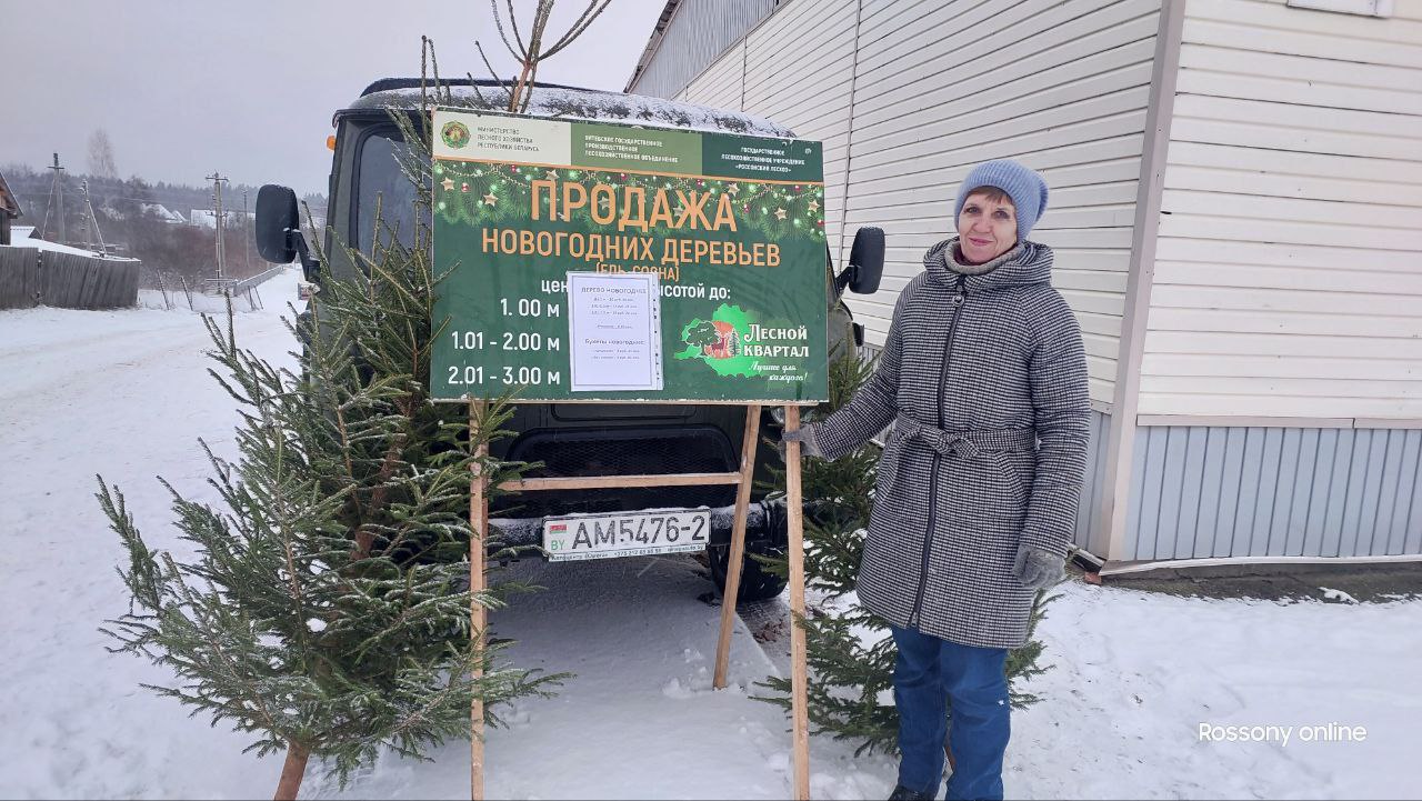 К новогодним праздникам Россонский лесхоз реализовал 579 живых деревьев 