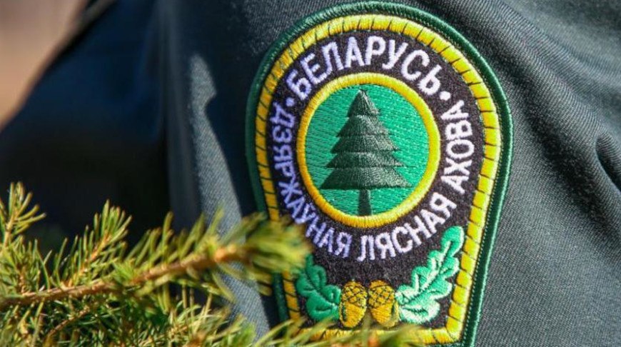 Полномочия должностных лиц государственной лесной охраны скорректированы в Беларуси. 